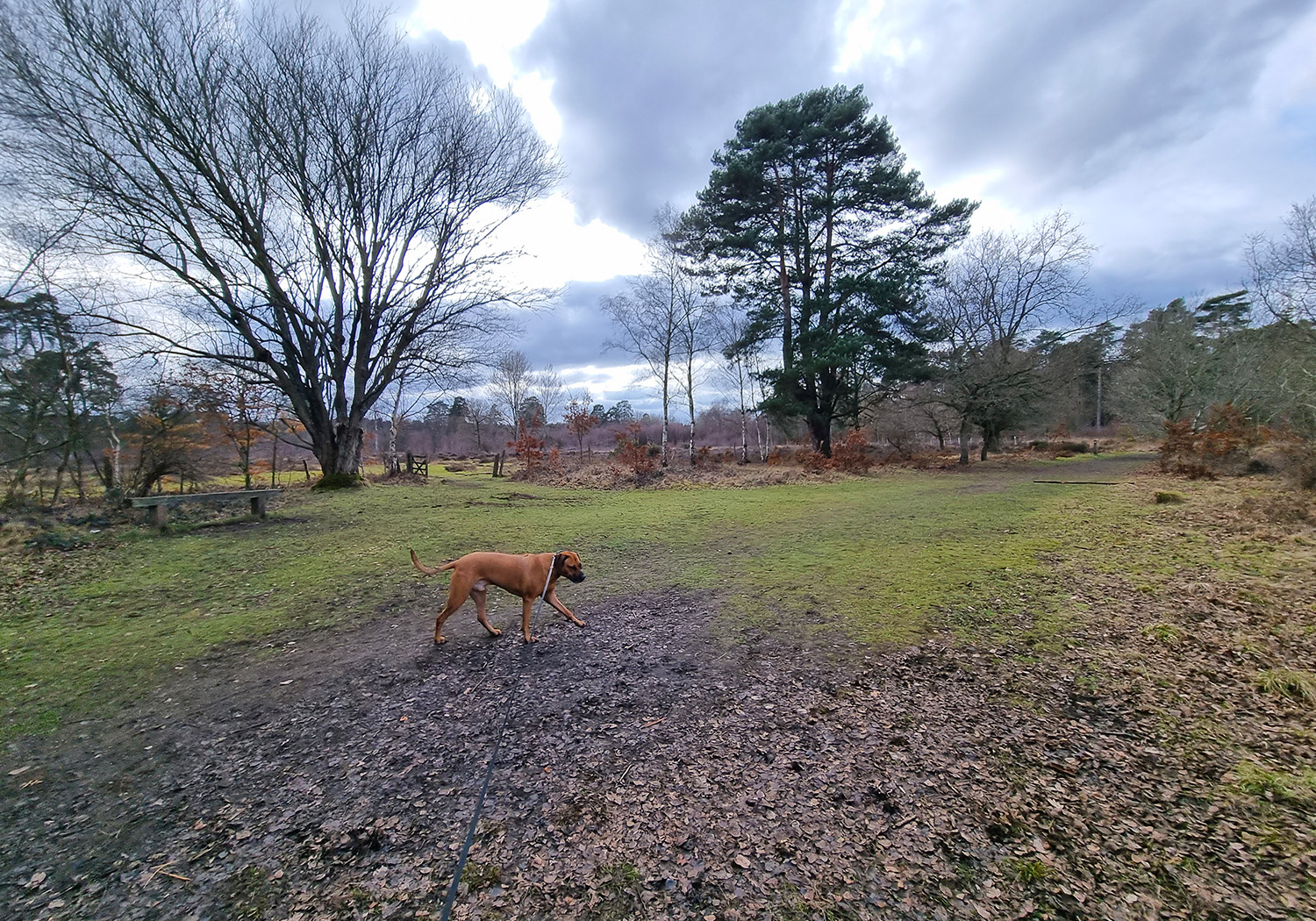 Dog Walk at Witley and Milford Commons